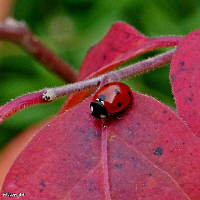 MON JARDIN