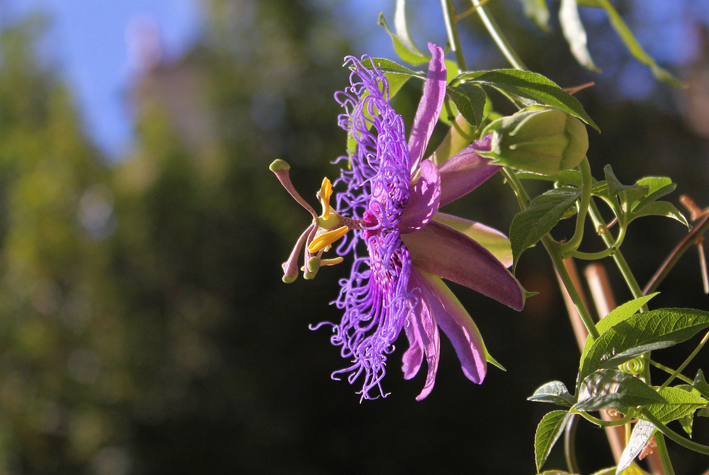 Passiflora Incense