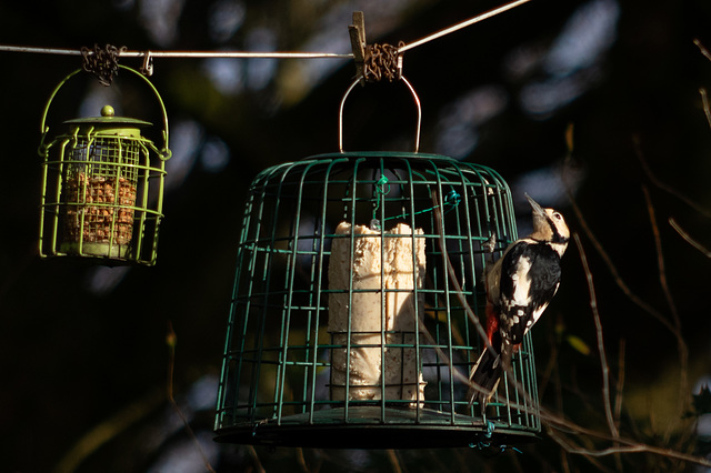 Great Spotted Woodpecker