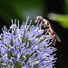 20230719 2578CPw [D~LIP] Flachblättriger Mannstreu (Eryngium planum), Kleine Mistbiene (Syritta pipiens), Bad Salzuflen