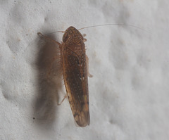 IMG 0827 Leaf hopper-1