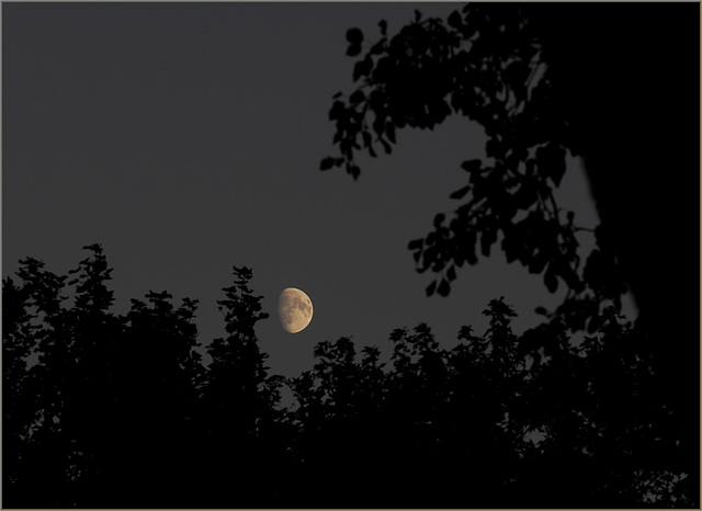 The moon clearing the shorter trees The moon clearing the shorter trees