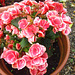The begonia is doing well