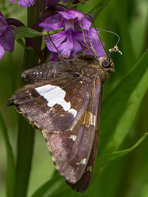 Epargyreus clarus (Silver-spotted Skipper) pollinating Platanthera psycodes (Small Purple Fringed orchid)