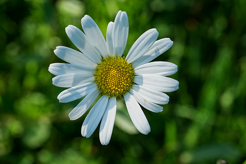 BESANCON:Une margueritte (Leucanthemum vulgare)