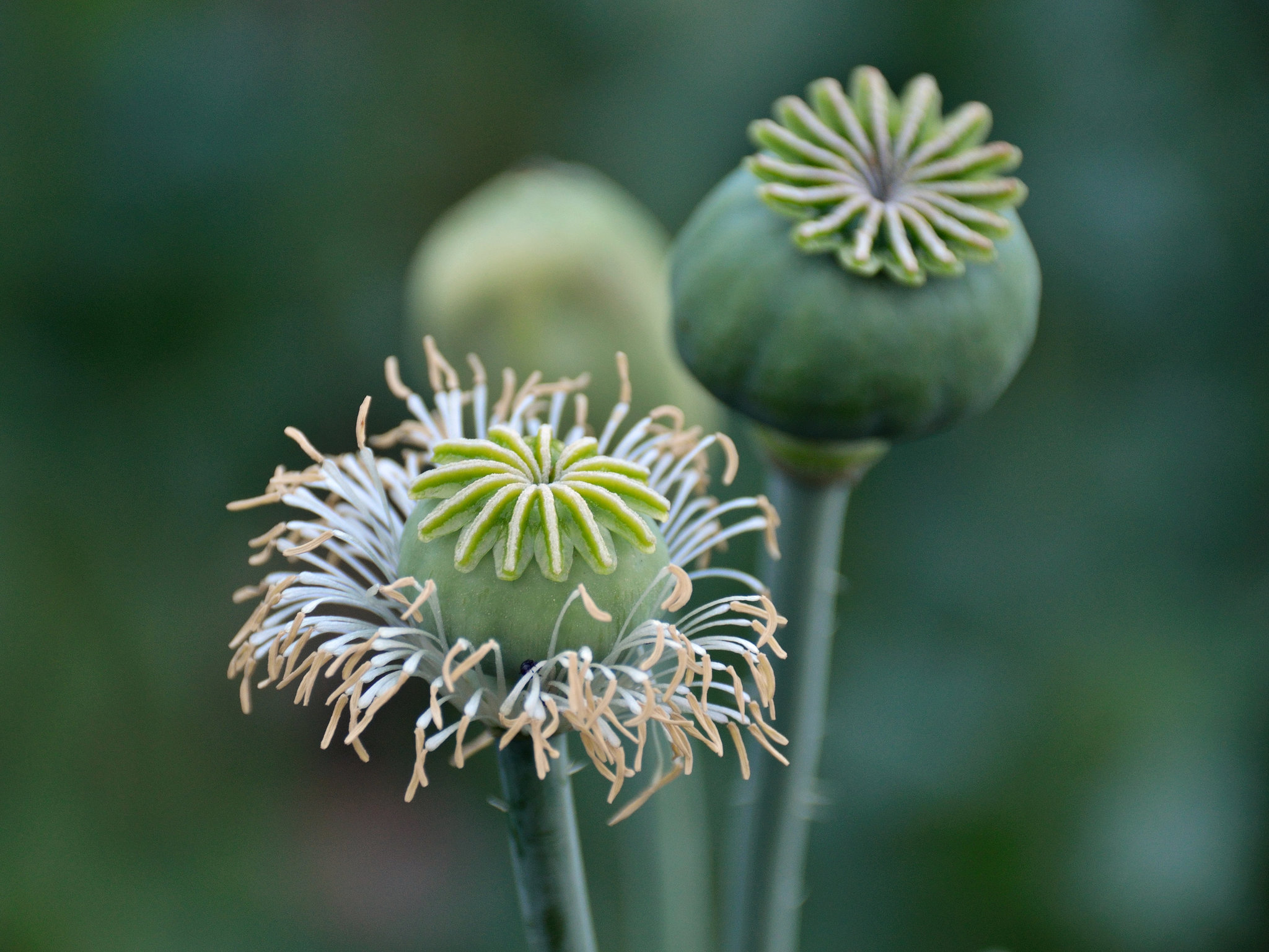 Mohn