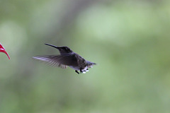 Heading for a drink!   Hummingbird ... my garden