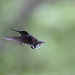 Heading for a drink!   Hummingbird ... my garden