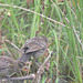 Red-winged Blackbird juveniles