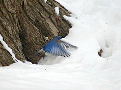 Eastern Bluebird (Sialia sialis)