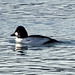 Goldeneye duck