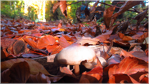 Pilzzeit / Mushroom season