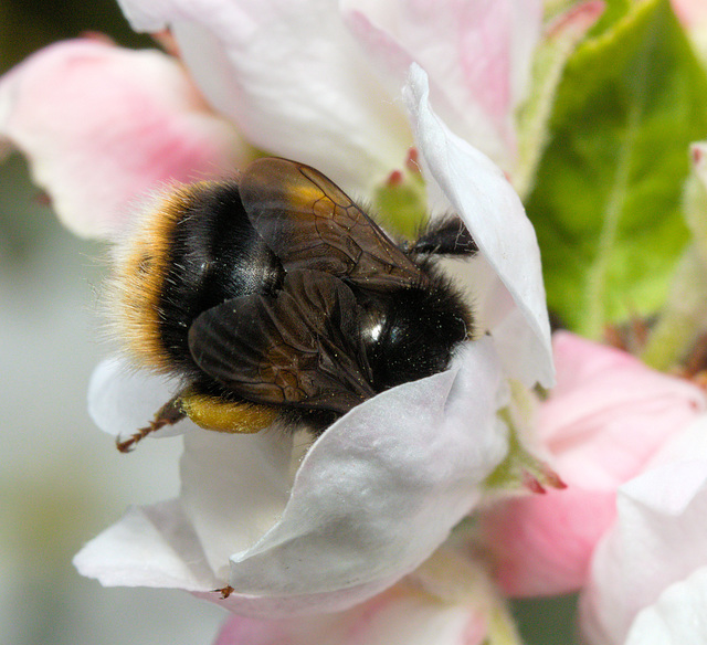 EF7A2736AppleBlossom