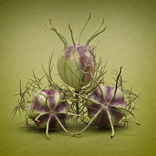 Nigella Seedheads