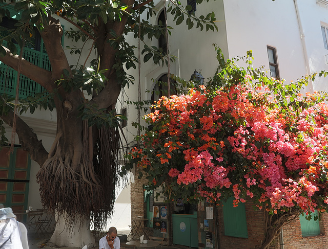 Rubber tree and bougainvillea