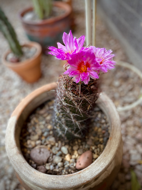 Thelocactus bicolor (Glory of Texas) in bloom!