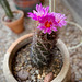 Thelocactus bicolor (Glory of Texas) in bloom!