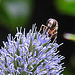 20230719 2579CPw [D~LIP] Flachblättriger Mannstreu (Eryngium planum), Kleine Mistbiene (Syritta pipiens), Bad Salzuflen