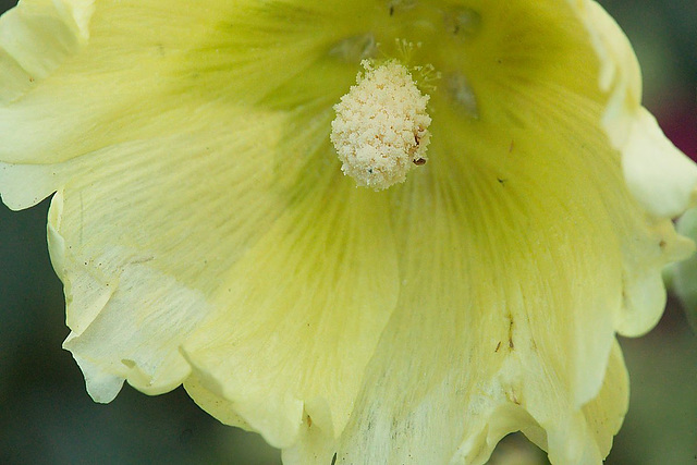 yellow hollyhock - close-up