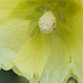 yellow hollyhock - close-up