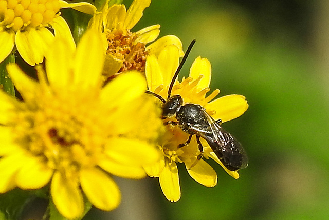 20240714 0473CPw [D~LIP] Schmalbiene (Lasioglossum agg), BS