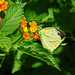 Mexican Yellow (Eurema mexicana) (with a broken wing tip)