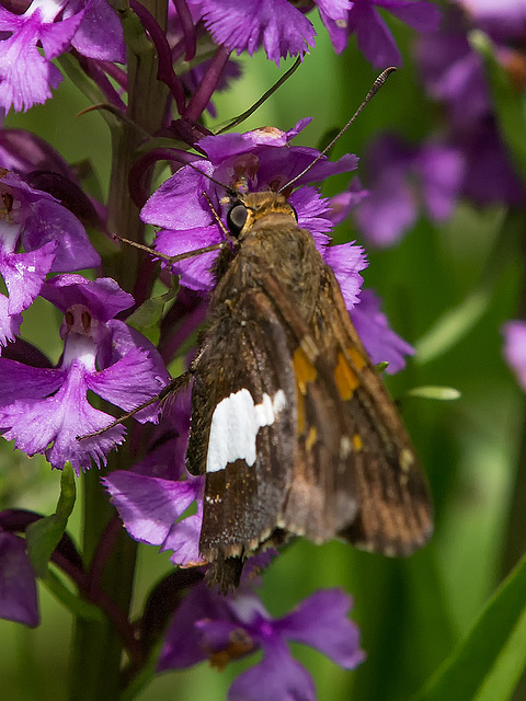 Epargyreus clarus (Silver-spotted Skipper) pollinating Platanthera psycodes (Small Purple Fringed orchid)