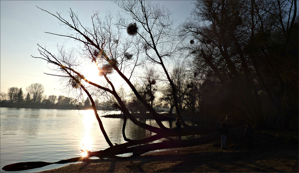 Am Rhein