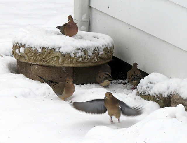 Mourning doves, March 2nd.