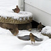 Mourning doves, March 2nd.
