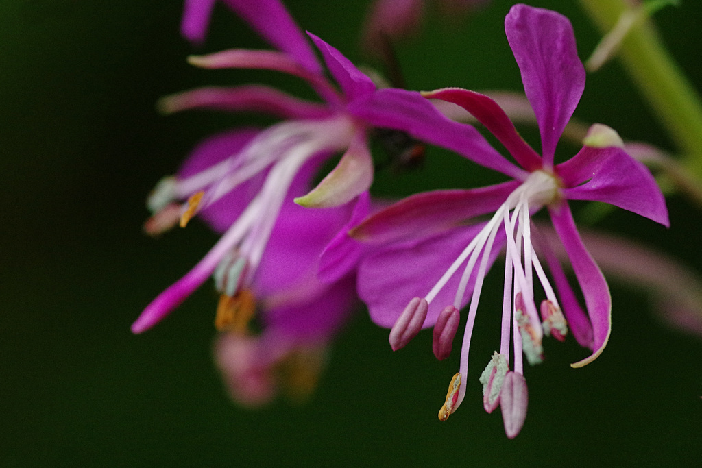 Epilobium angustifolium