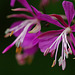 Epilobium angustifolium