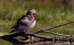 Aix galericulata