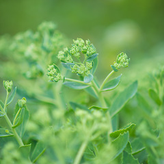 Sedum