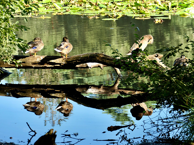 Enten am Moorsee