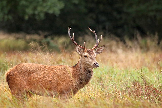 jeune cerf satellite n'osait pas s'approcher