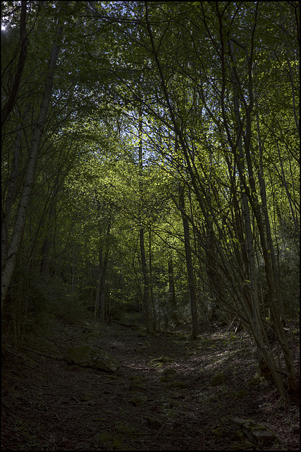 L'ombra del vers