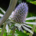 20230719 2580CPw [D~LIP] Flachblättriger Mannstreu (Eryngium planum), Bad Salzuflen