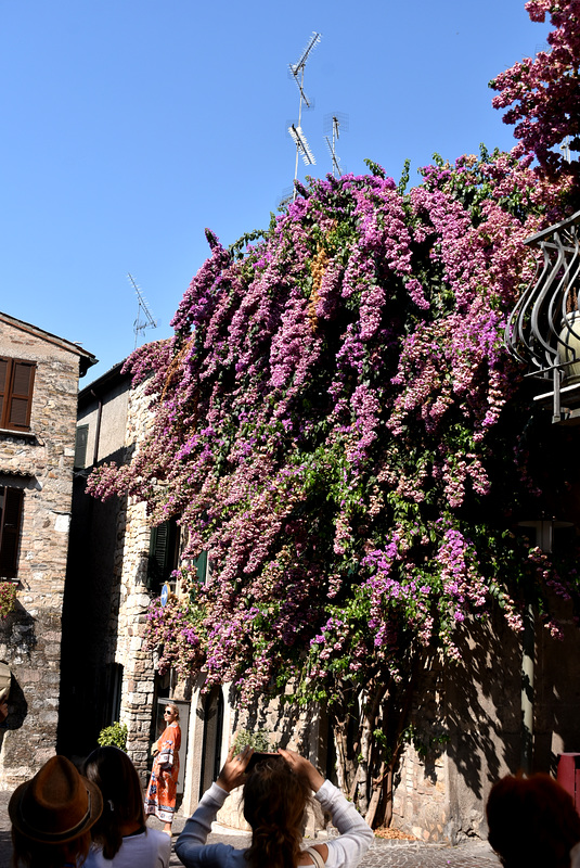 bougainvillier