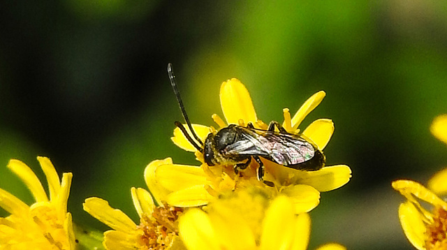 20240714 0474CPw [D~LIP] Schmalbiene (Lasioglossum agg), BS