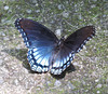 Red-spotted purple (Limenitis arthemis)
