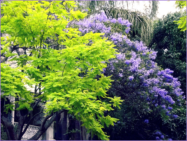 Jacaranda tree