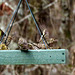Pine Siskins and a Goldfinch