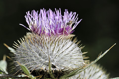 La mouche du chardon