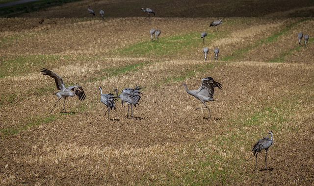 Kraniche (Vogel des Glücks) bei der Energieaufnahme....