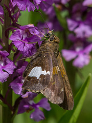 Epargyreus clarus (Silver-spotted Skipper) pollinating Platanthera psycodes (Small Purple Fringed orchid)