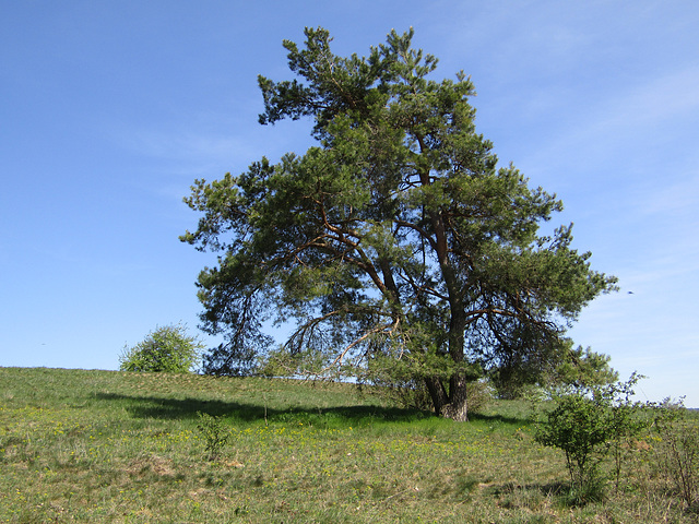 auf dem Münchshofener Berg