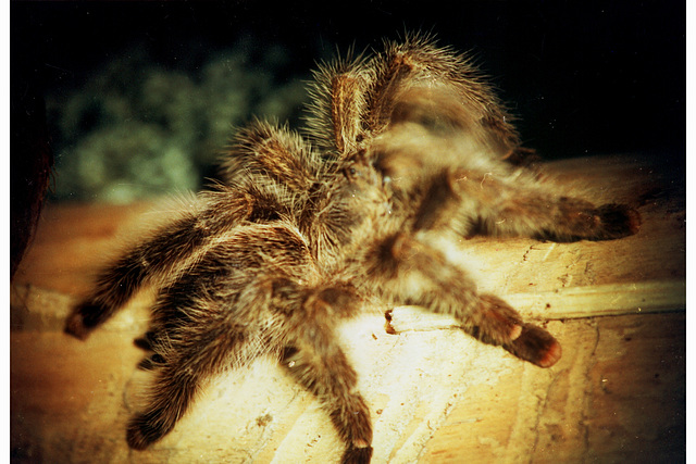 Avicularia muscal