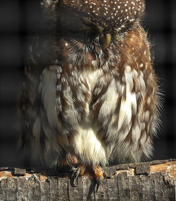 20190911 6270CPw [D~OH] Perlkauz (Glaucidium perlatum), Timmendorfer Strand