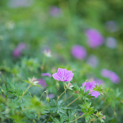 Geranium